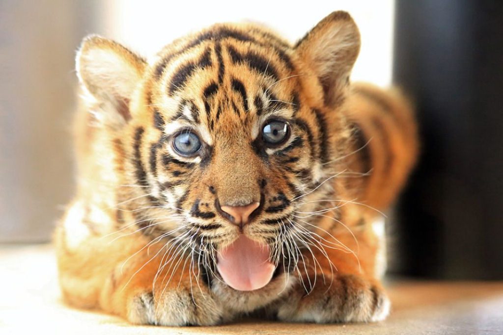 Zoo americano anuncia o nascimento de uma tigresa-de-Sumatra, a espcie ameaada de extino