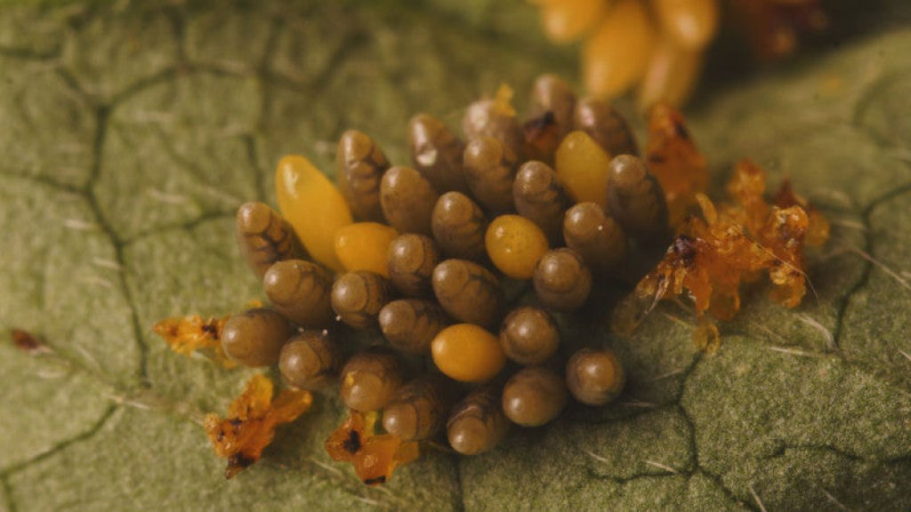 O lindo ciclo de vida das joaninha através de um impressionante time-lapse