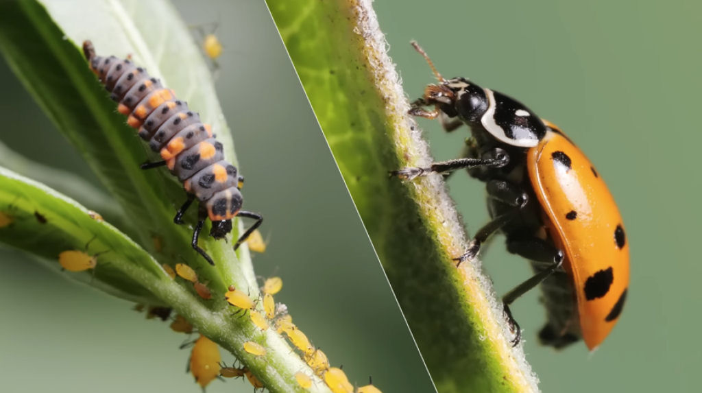 Do gtico ao glamoroso: o ciclo de vida de uma joaninha de perto