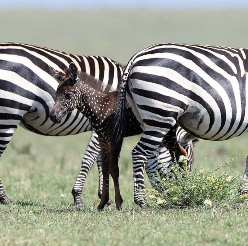 Fazem fotos de uma rara zebra com manchas em vez de listras, no Qunia