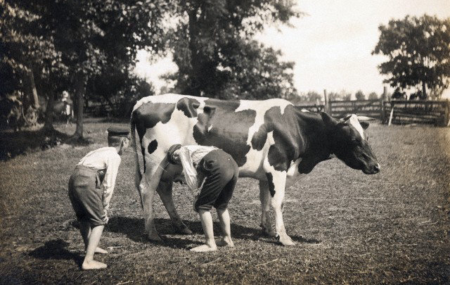 Vacas modificadas geneticamente produzem leite humano