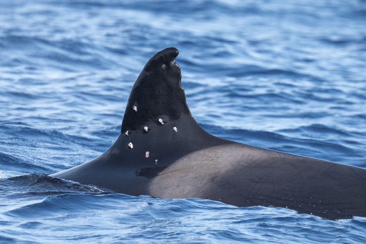 Tony, a longeva orca ibérica surgiu com dez buracos de bala em sua nadadeira