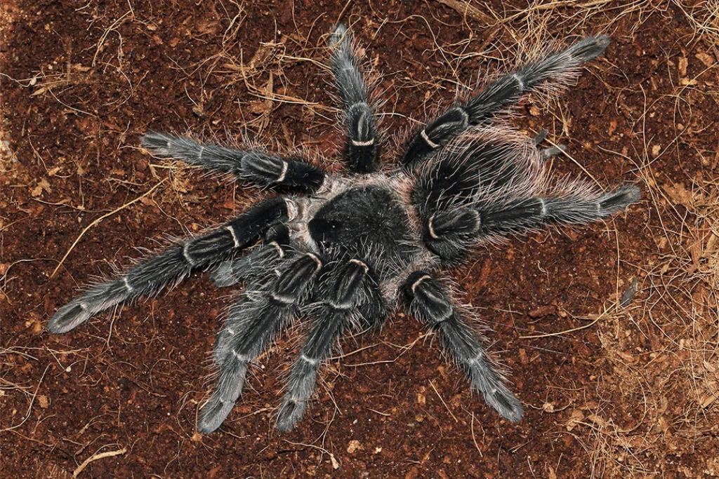 As 10 maiores aranhas do mundo