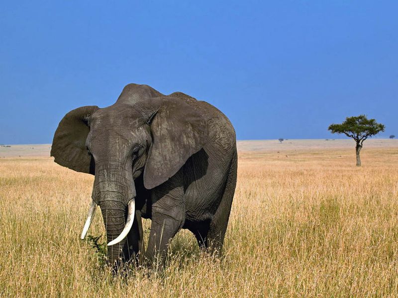 Os 10 maiores animais terrestres