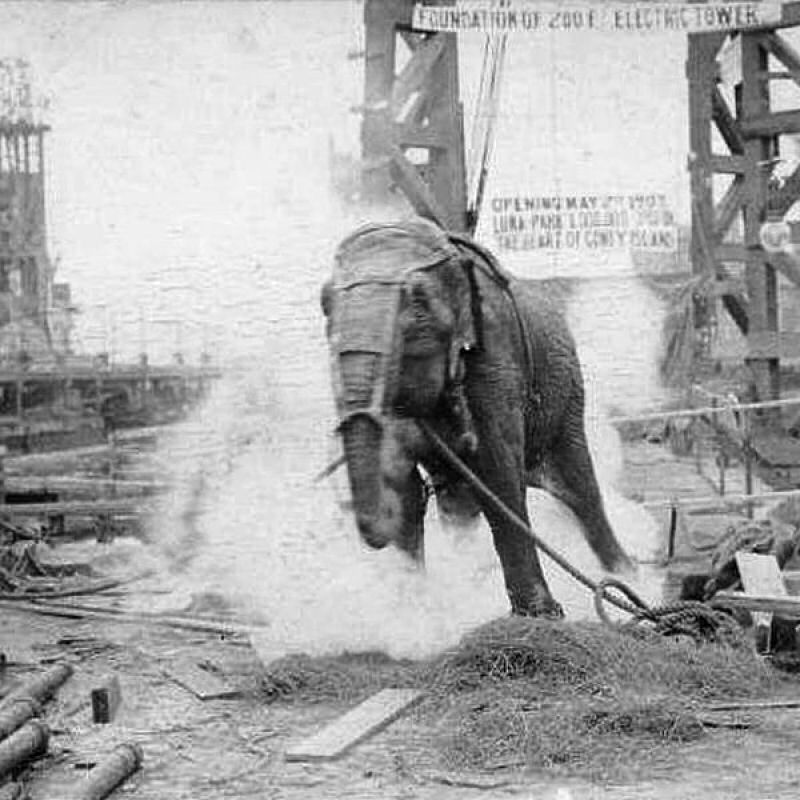 Topsy, a elefanta que morreu na cadeira eltrica