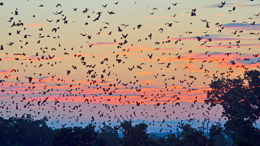 Cidade australiana luta para lidar com a invaso de morcegos de propores bblicas