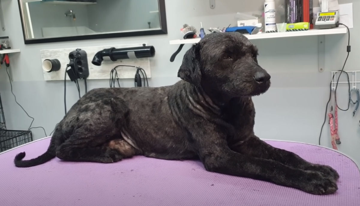 Cão abandonado passa por transformação que muda sua vida, com 5 quilos de pelo emaranhado raspado