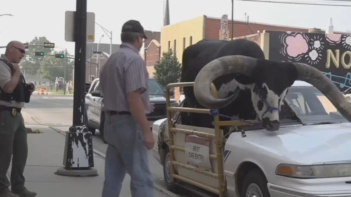 Americano foi parado por ter um touro gigante andando de carona em seu carro