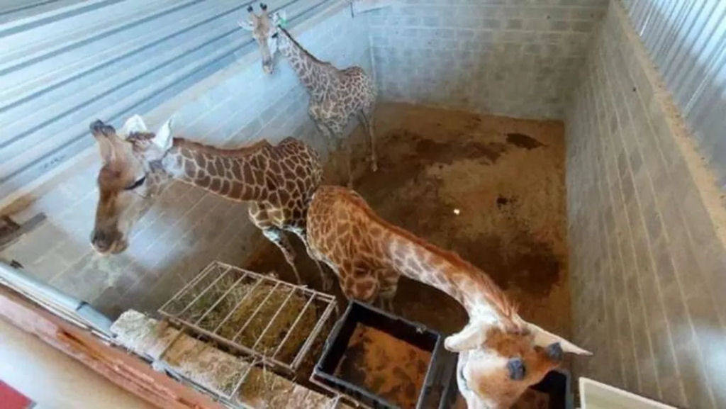 Segundo a PF, mortes de girafas no Rio esto ligadas ao maior caso de trfico de animais da histria do Brasil