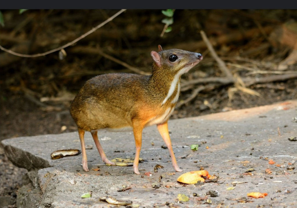 Os cervos-ratos so considerados fsseis vivos porque so os ruminantes mais primitivos da Terra