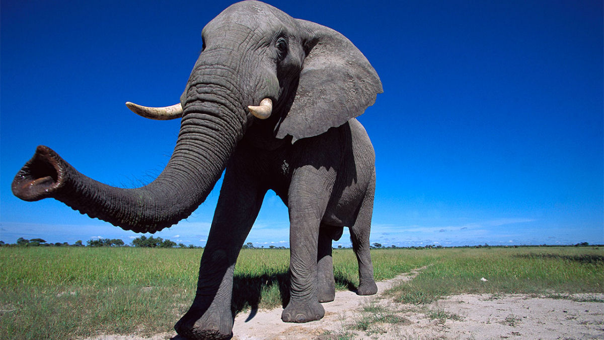 A pele ajuda a explicar por que as trombas de elefante são tão úteis