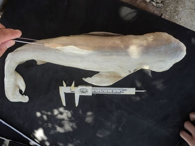 O tubarão albino ciclope é real