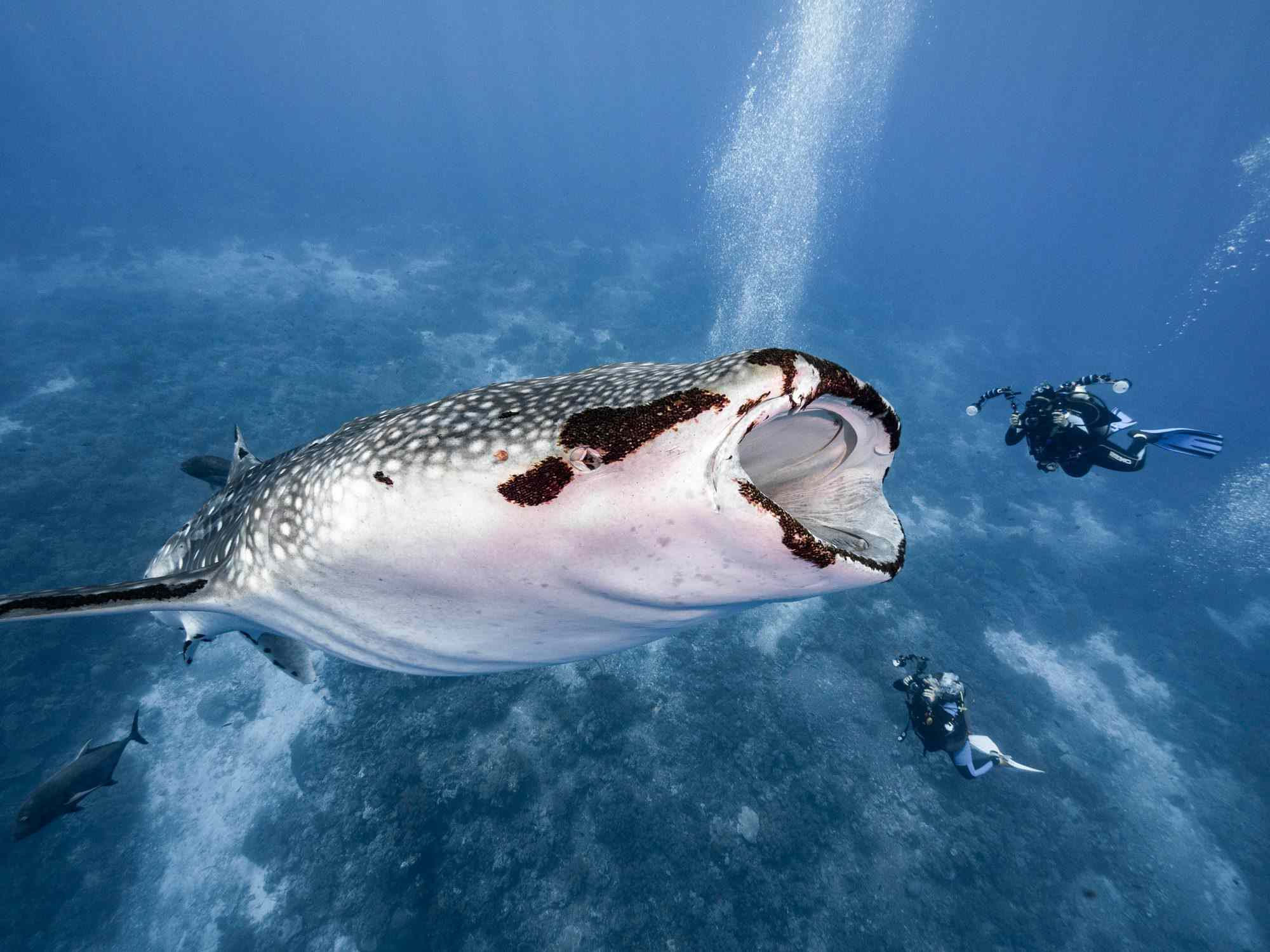 Os maiores peixes do mundo esto desaparecendo sem deixar vestgios
