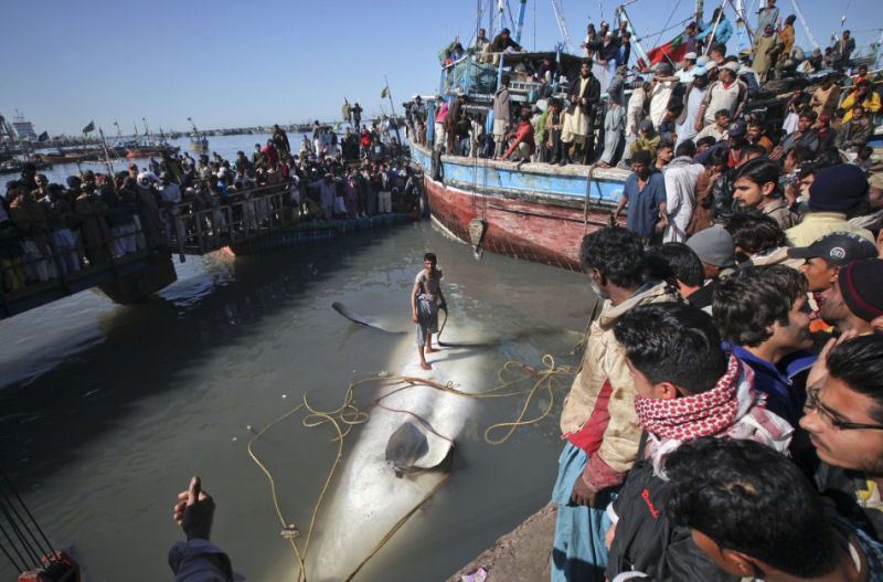 Encontram tubarão-baleia morto na costa do Paquistão 01