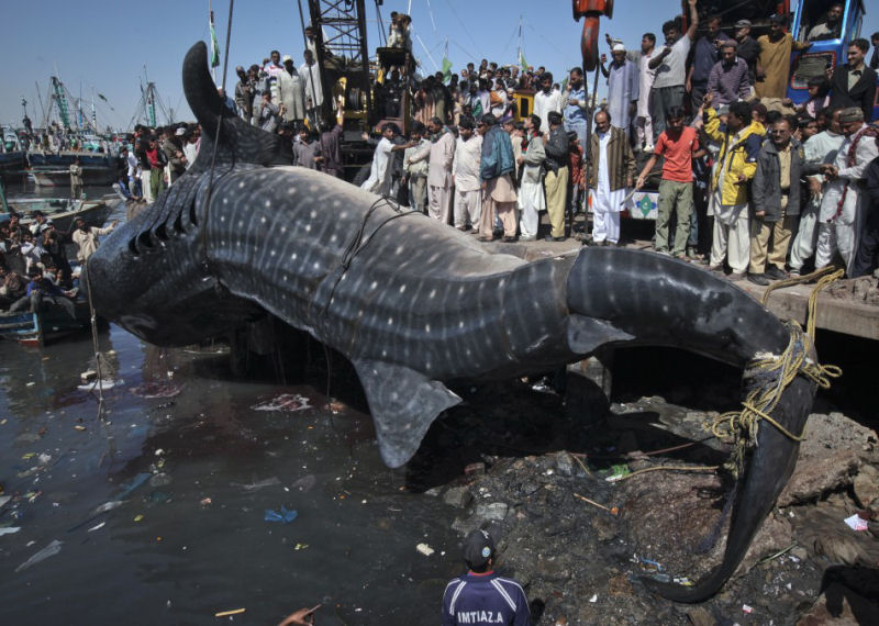 Encontram tubarão-baleia morto na costa do Paquistão 03