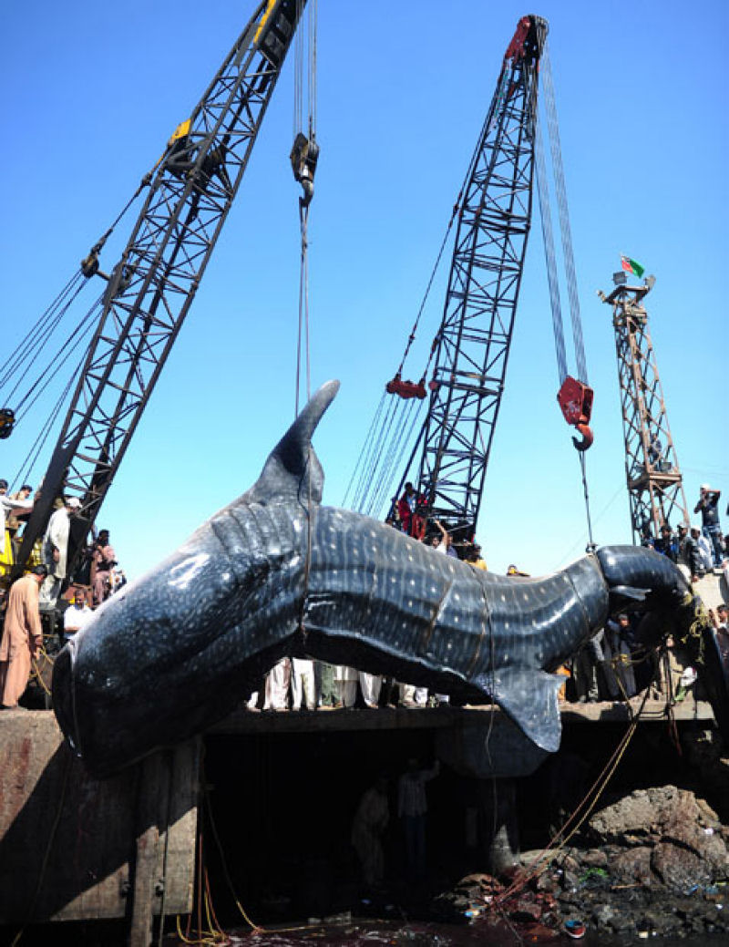 Encontram tubarão-baleia morto na costa do Paquistão 04
