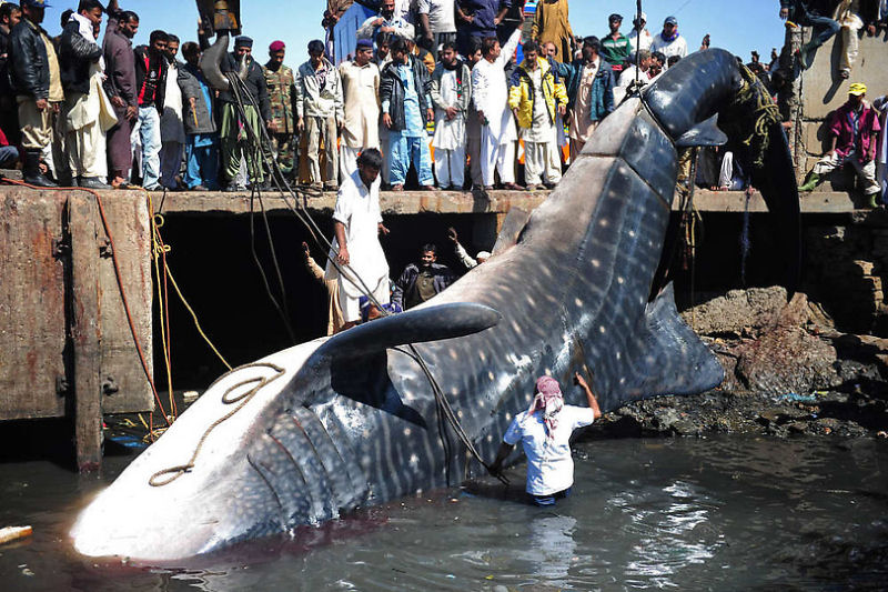 Encontram tubarão-baleia morto na costa do Paquistão 06