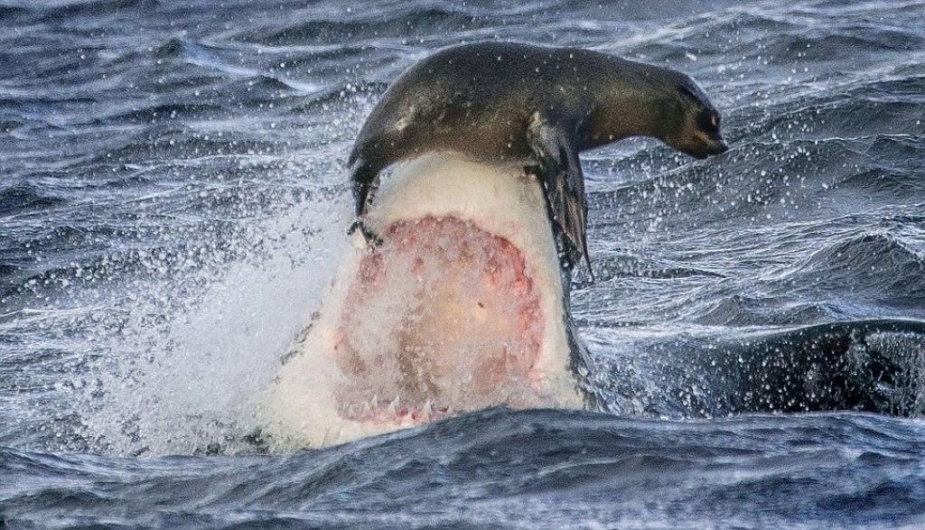 O momento incrível que um grupo de focas afugenta um grande tubarão branco