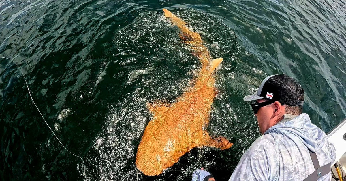 Cientistas ficam surpresos com tubarão laranja brilhante descoberto na costa da Costa Rica