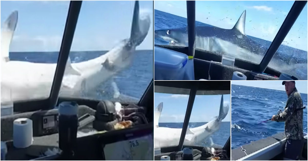 Tubaro-mako pula em cima de barco fretado cheio de pescadores na Nova Zelndia