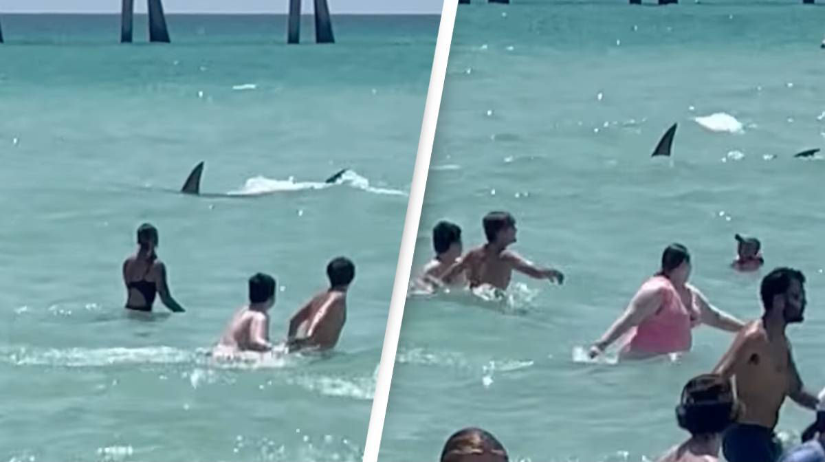 Vdeo mostra tubaro nadando entre banhistas na Flrida