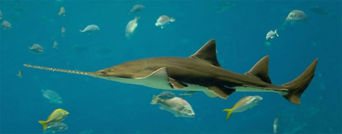 Descoberto nas profundezas o extraordinrio tubaro-serrote com focinho parecido com uma arma