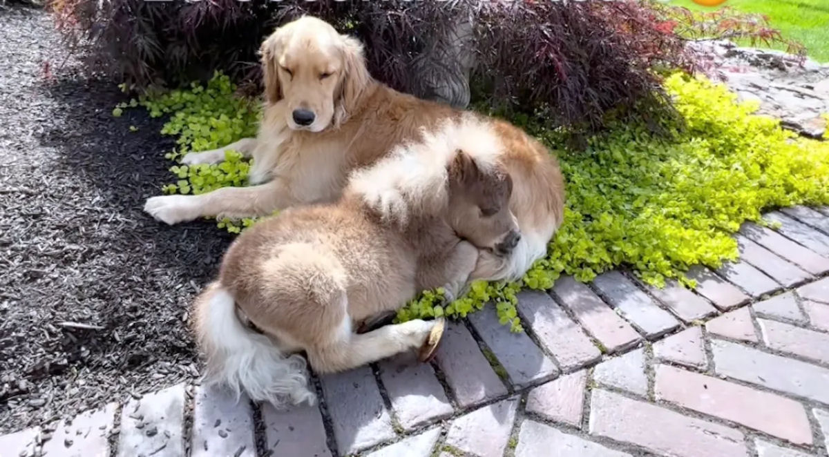 Mini-cavalo �rf�o com necessidades especiais ganha vida ap�s conhecer seus irm�os caninos