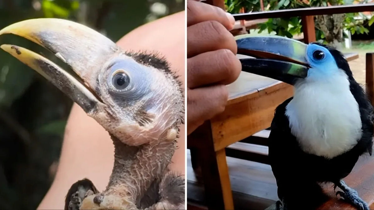 Beb tucano doente resgatado volta  natureza depois de aprender a voar