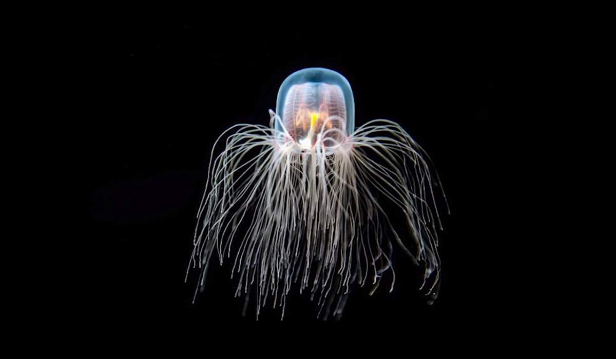 A medusa imortal revela seu segredo