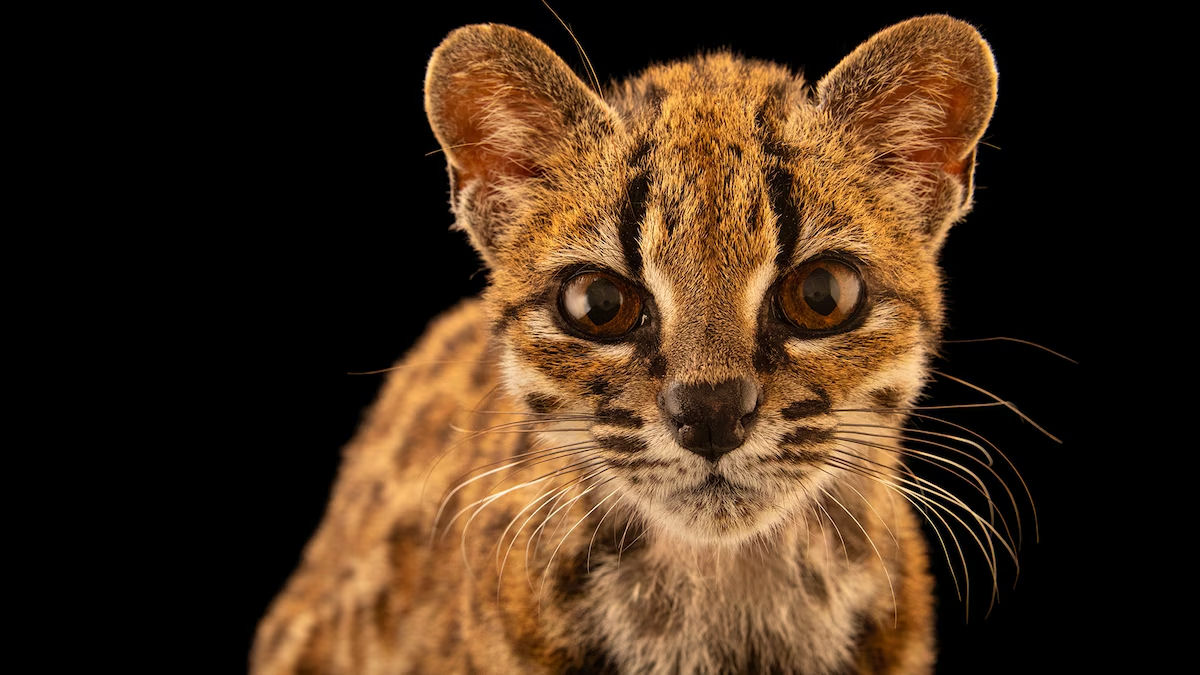 A primeira nova espécie de felino descoberta em 103 anos