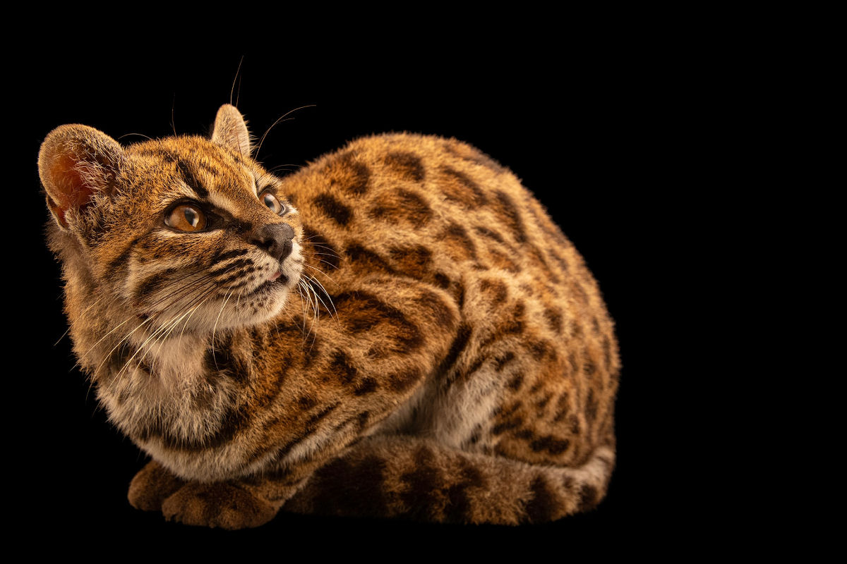 A primeira nova espécie de felino descoberta em 103 anos