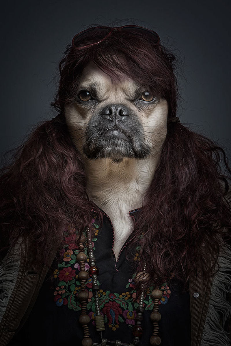 Retratos engraçados de cães vestidos como seres humanos 02