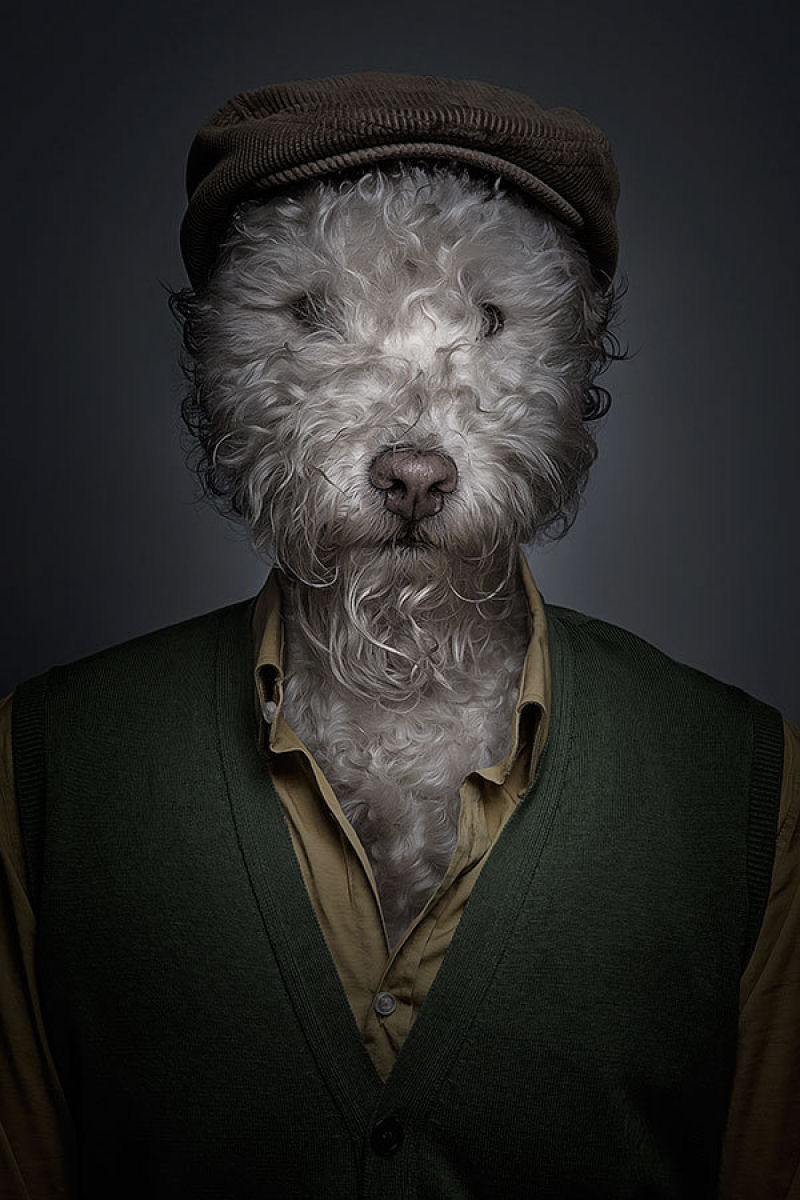 Retratos engraçados de cães vestidos como seres humanos 06