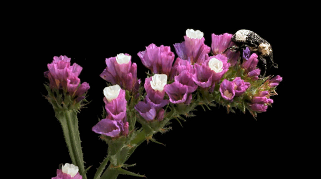 A relao simbitica de insetos que habitam mundos florais