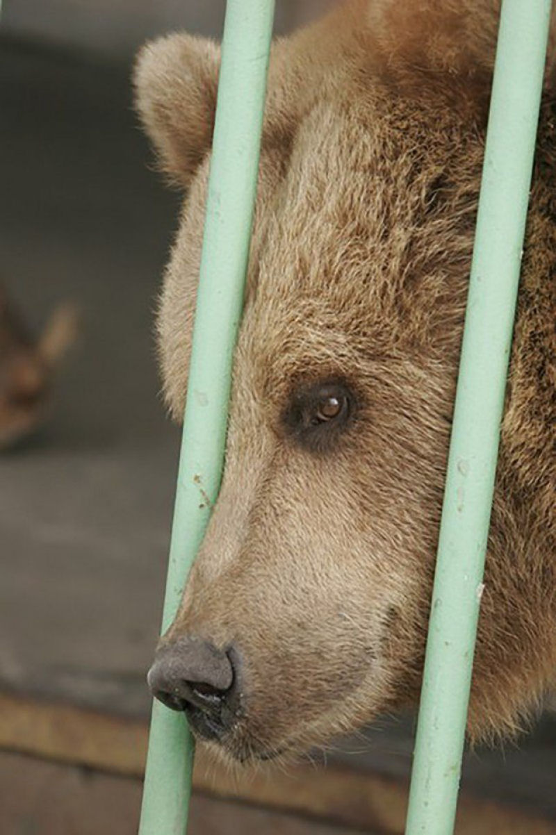 Esta é Katya, a ursa-parda que cumpre uma sentença de prisão perpétua em uma prisão cazaque