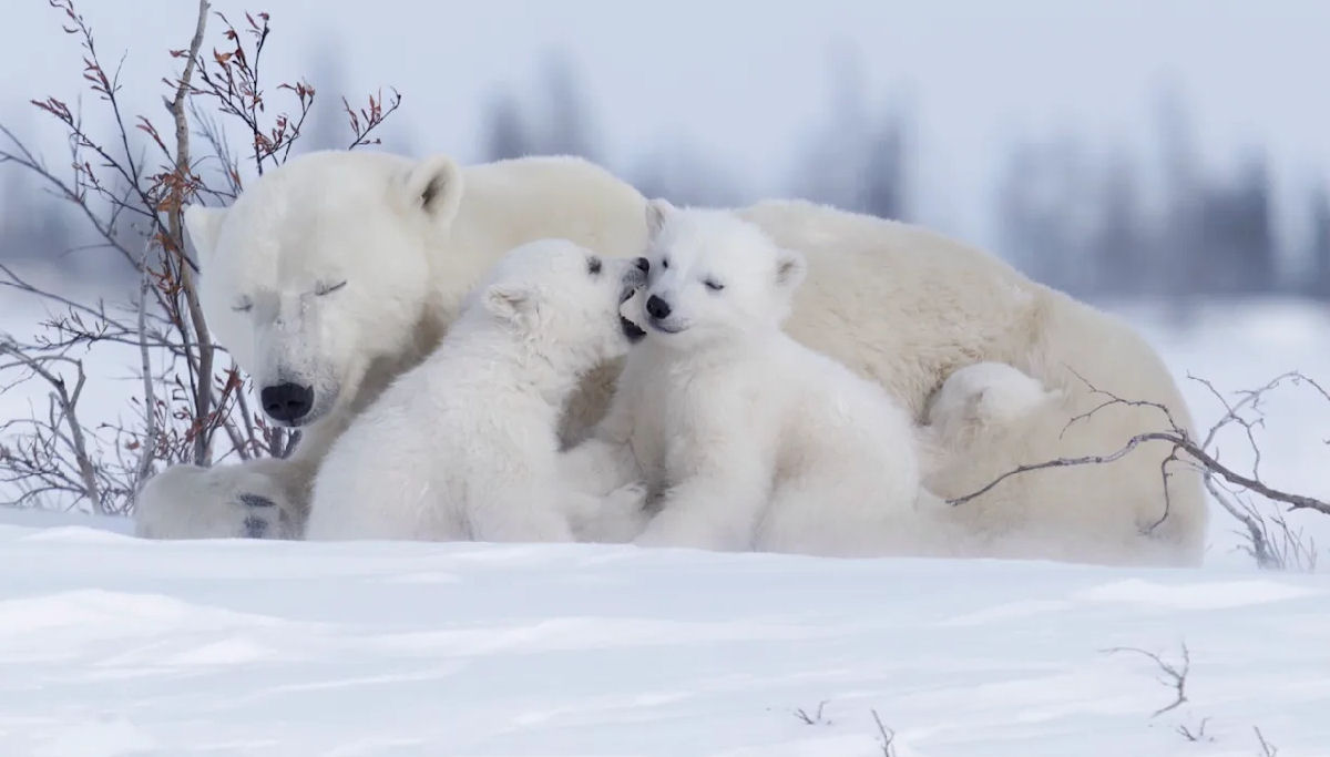 Filhotes de ursa-polar d