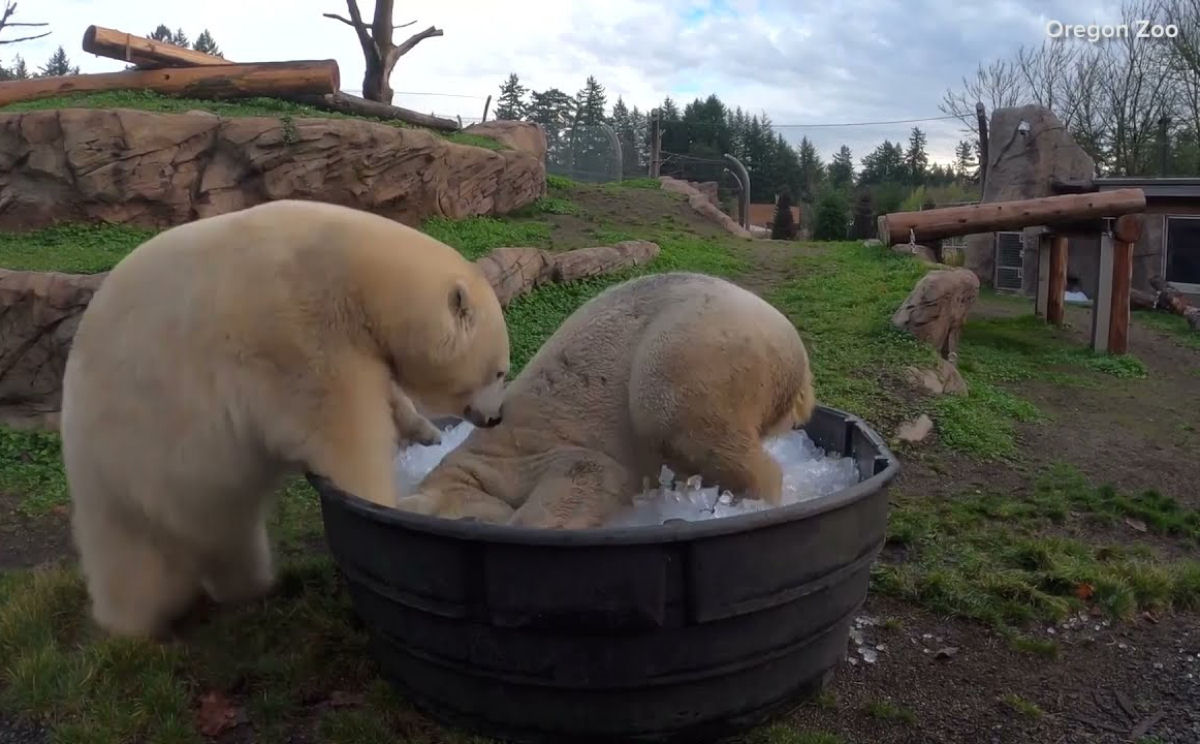 Ursas-polares irmãs rolam alegremente em uma banheira de gelo