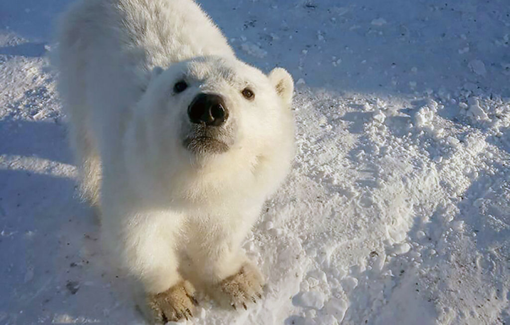 Mineiros russos adotam como mascote e salvam assim a vida uma ursinha polar órfã