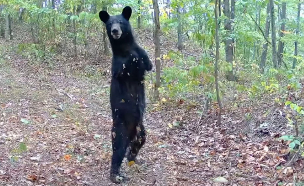 Urso-negro abrquuio  capturado por cmera de trilha nos EUA