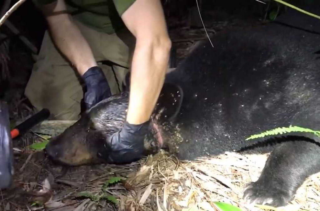 Ursa vaga com recipiente plástico na cabeça por um mês