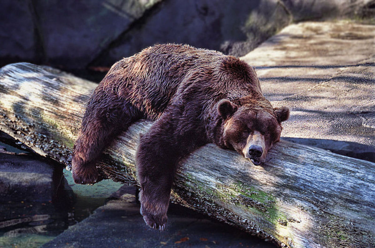 O segredo dos ursos para hibernar e acordar como se fosse uma soneca está no sangue