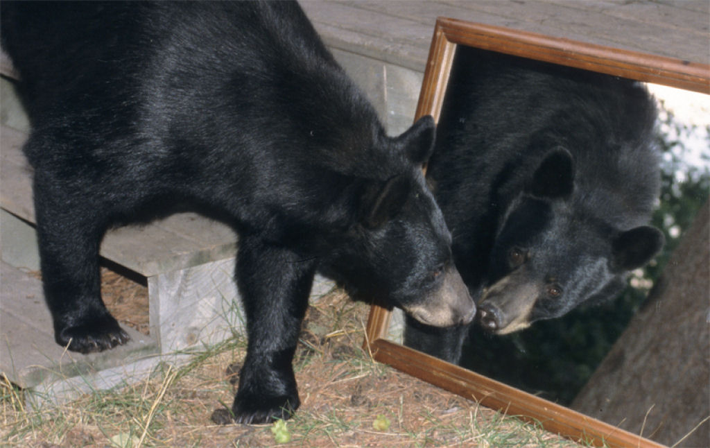 Urso-negro não gosta do que vê no espelho