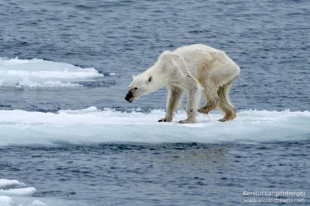 Uma ursa polar desnutrida mostra claramente os efeitos da mudana climtica