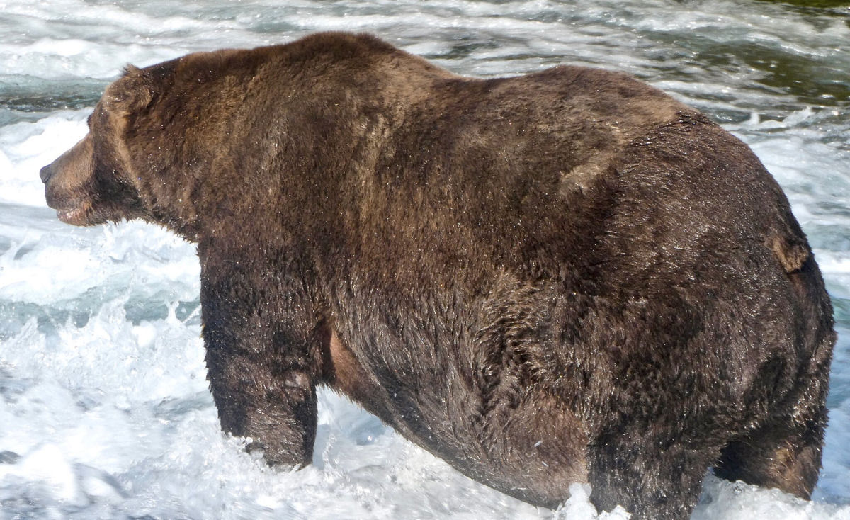 Uma besta de mais de 600 kg é o campeão do 'Urso Gordo' em 2020