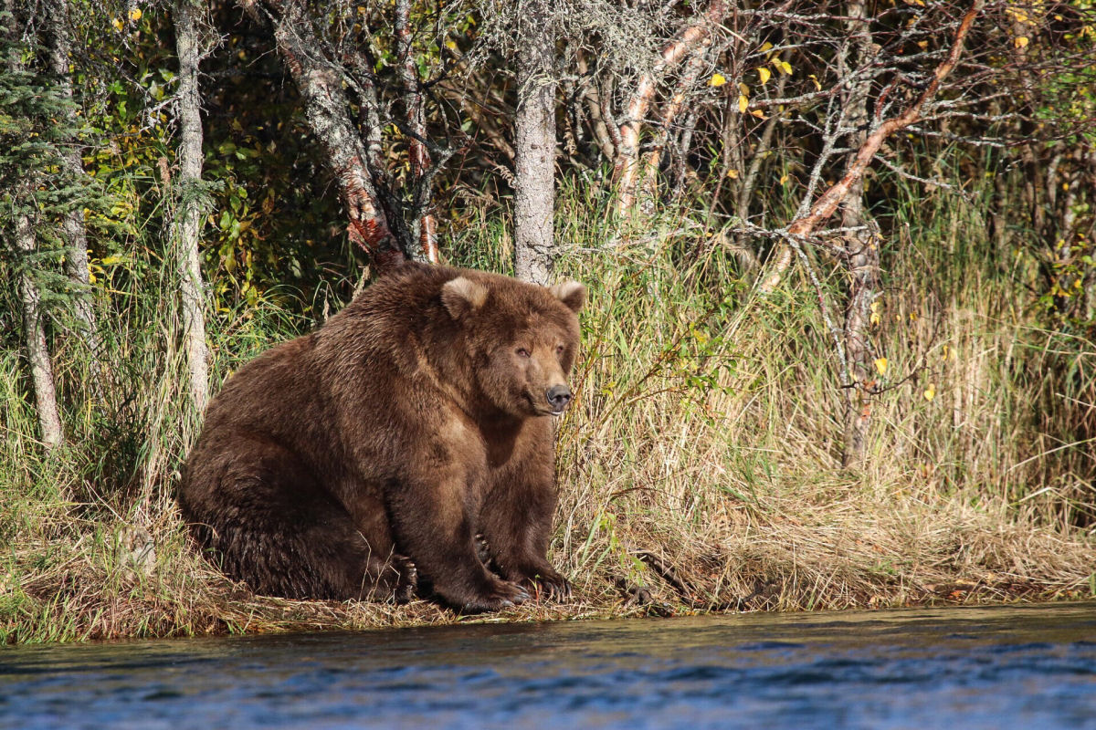 Uma besta de mais de 600 kg é o campeão do 'Urso Gordo' em 2020