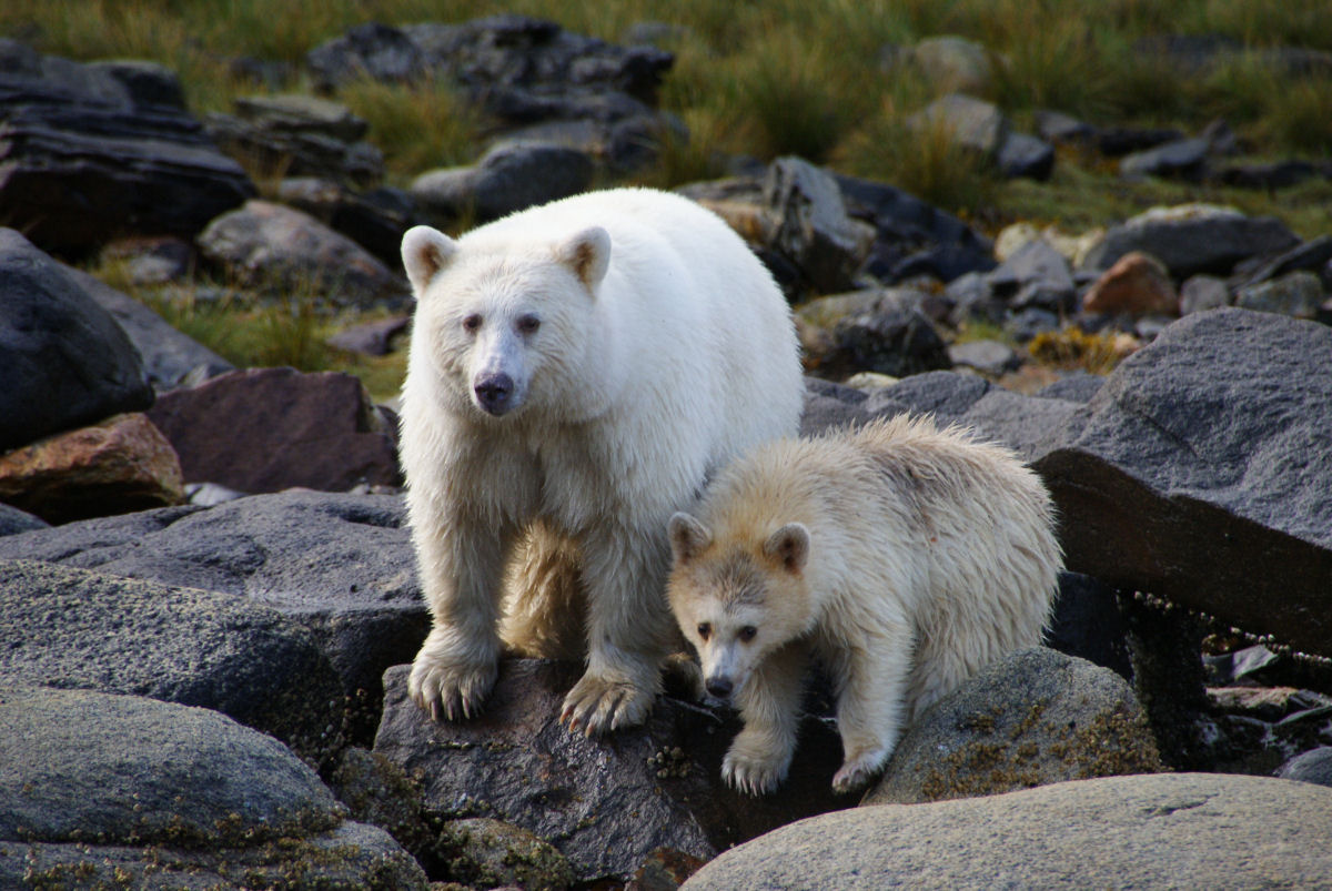 Urso-fantasma: o urso mais raro do mundo