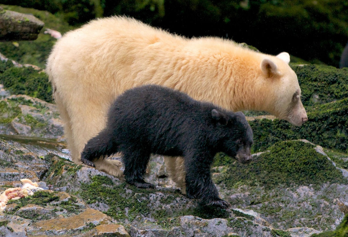 Urso-fantasma: o urso mais raro do mundo