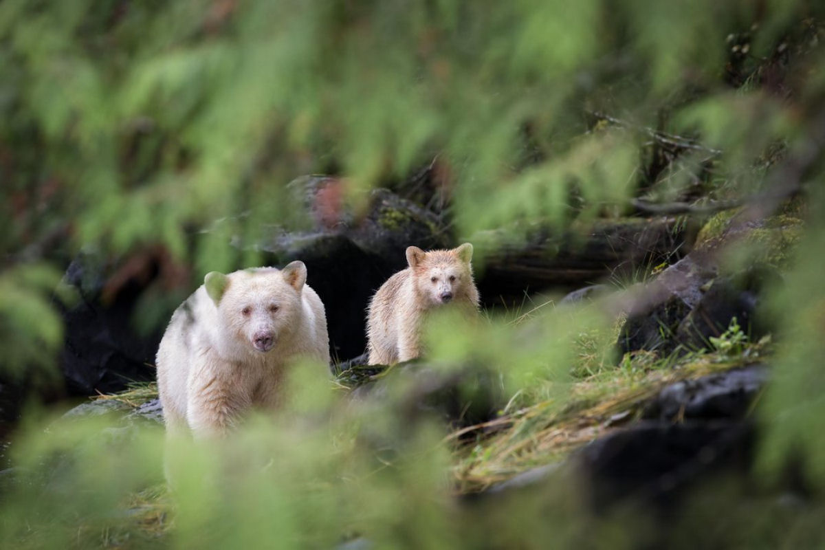 Raros vislumbres dos ursos-fantasmas da Colmbia Britnica