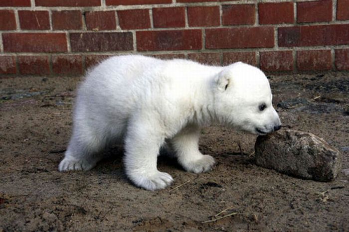 A vida e morte de Knut, o urso polar 06