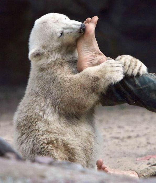 A vida e morte de Knut, o urso polar 24